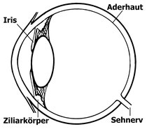 Anatomie des menschlichen Auges