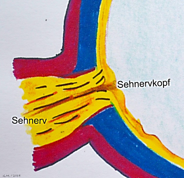 Sehnerv